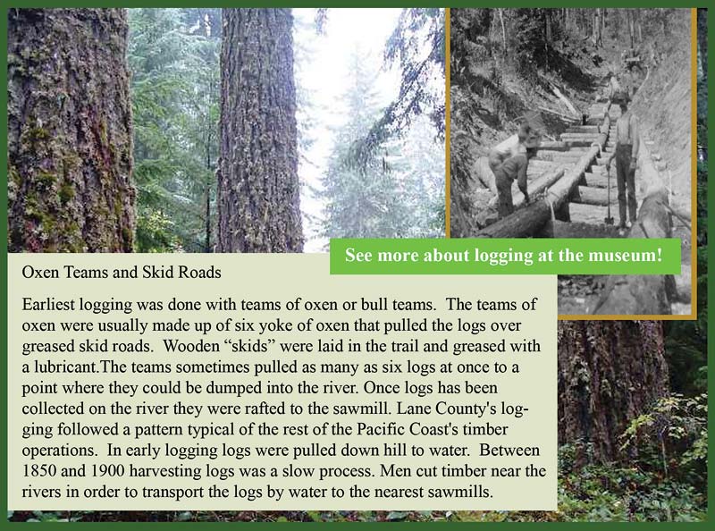 Logging in Lane County Oregon