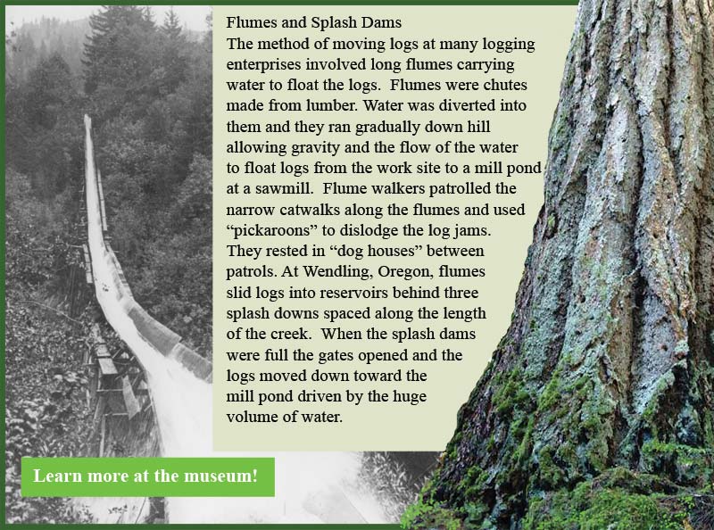 Logging in Lane County Oregon